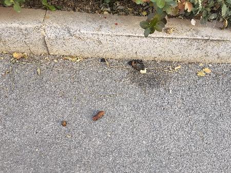 标题满小区到处是狗屎请来次重点打击吧