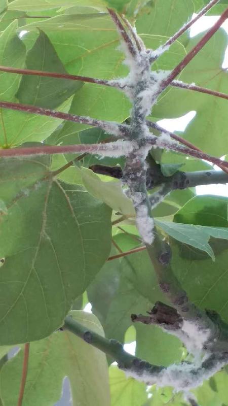 有若干棵梧桐树(青桐),近期树叶根部有大量的白色棉絮状蜡质物(虫害)